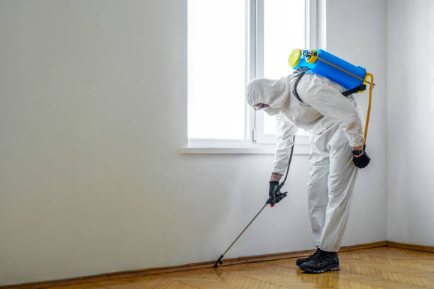 Best Affordable Pest Control Services  in Springdale, AR