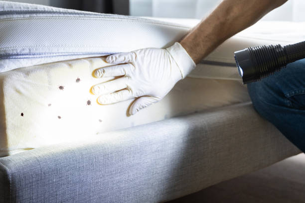 Best Termite Control Services  in Springdale, AR
